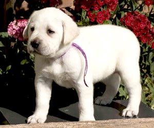 white labrador puppy