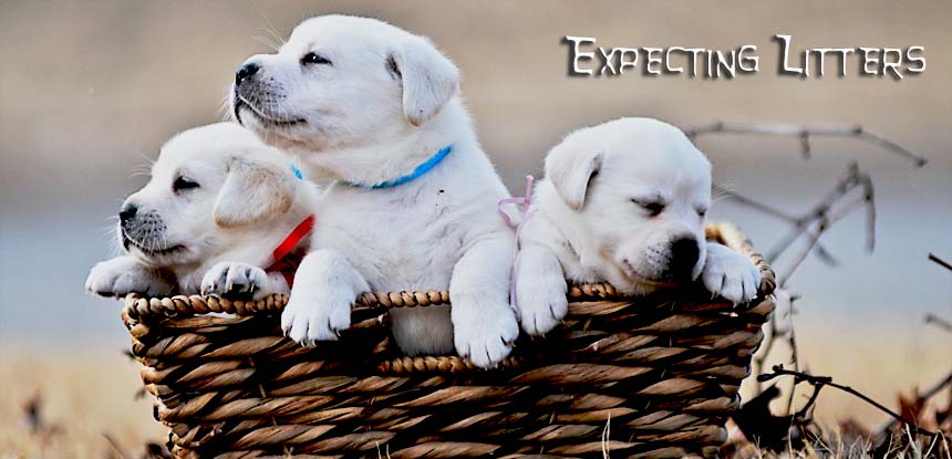 Awesome White Labrador Puppies