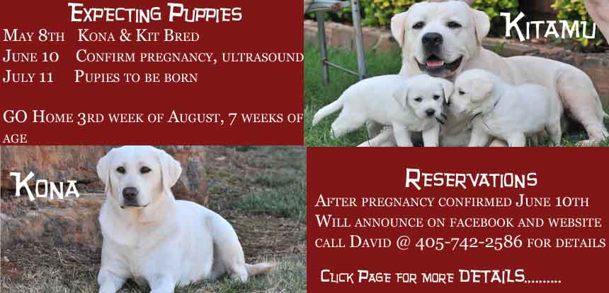 Kona and Kitamu planned litter