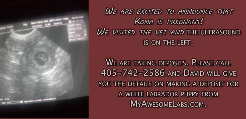 Kona and Kitamu planned litter